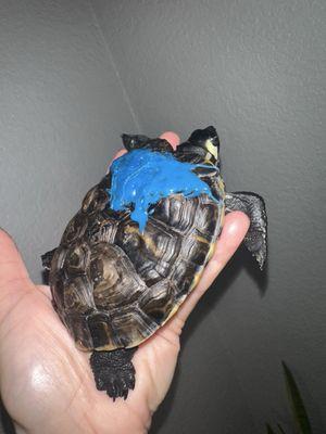 Coral Way Animal Clinic