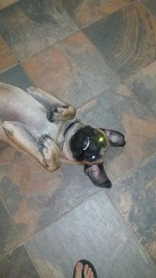 Pets Are People Too Petsitting & Rescue