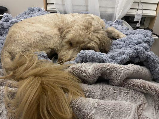 Fuzzy Friends Pet Sitting