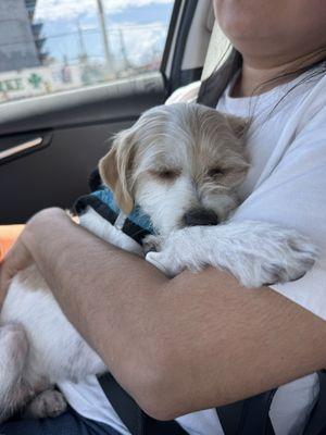 Pet Lovers Animal Clinic