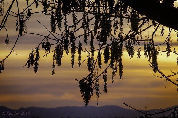 Woodbridge Isenberg Crane Reserve