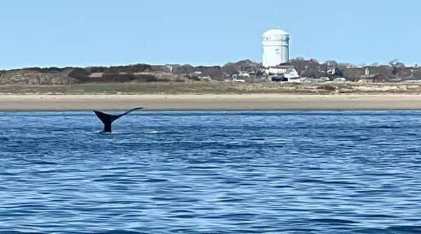 Right Whale off Provincetown, MA