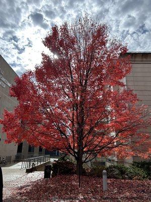 University of Arkansas