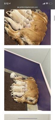 Goldenridge Kennels Of Maine