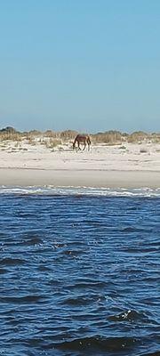 Amelia River Cruises & Charters