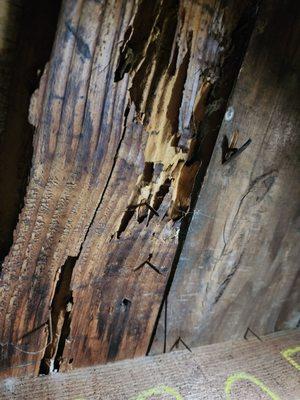 Smith Family Exterminating