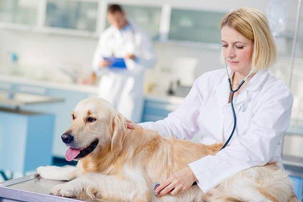Emergency Vet in Harper Woods MI