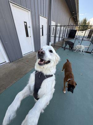 Dog Paw Daycare and Boarding