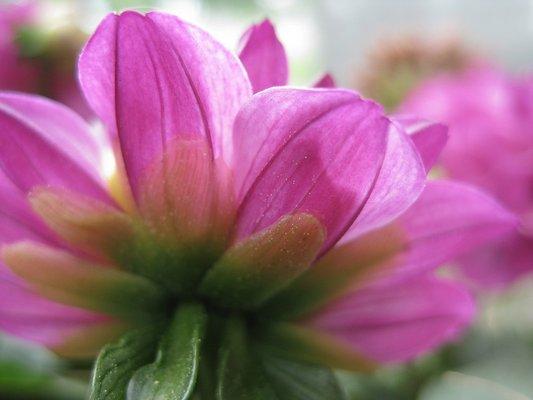 Nature Source Care