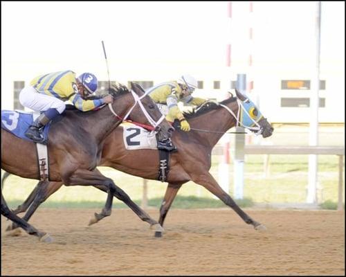 Elmer's Gypsy Rose Win!