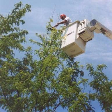 Arbor Masters provides total tree care for residential and commercial customers.