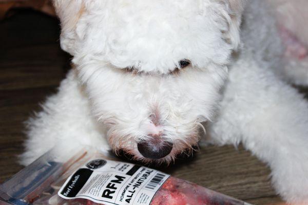 Raw Feeding Miami Beef Eyeballs