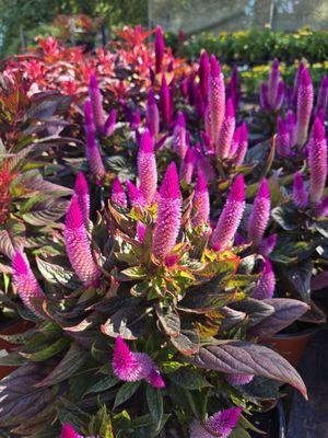 Mitch's Flower & Produce