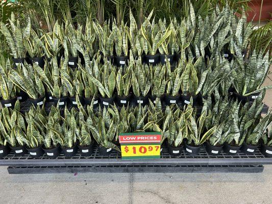 Lots of snake  plants