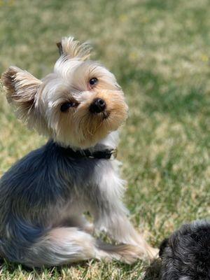 Wags & Wiggles Grooming Salon