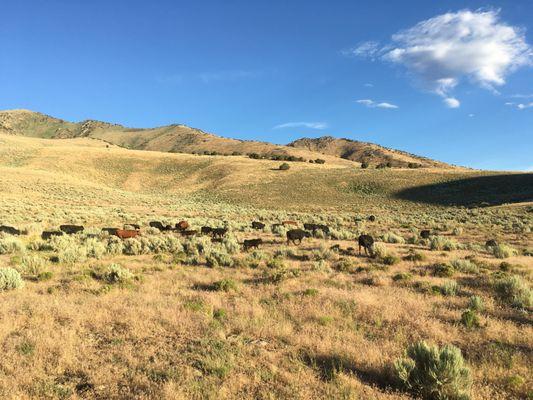 SK Meats and Produce