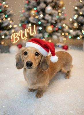 Bark & Shine Dog Grooming