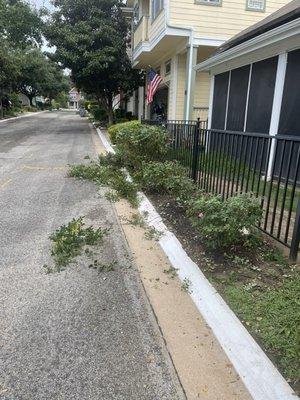 Rose bushes that were taller than the black fence, trimmed to the Eco Systems Landscaping standard in the middle of Summer.