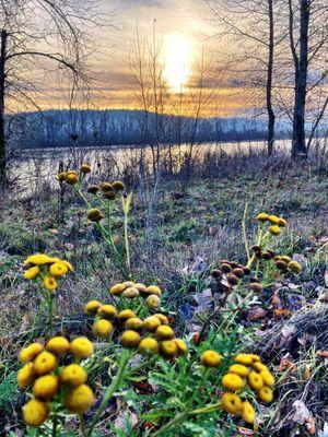 Captain William Clark Regional Park at Cottonwood Beach