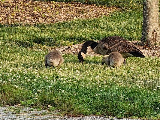 Delaware Veterans Memorial Cemetery