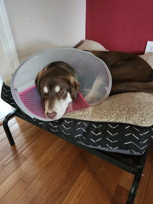 Lebanon Veterinary Clinic