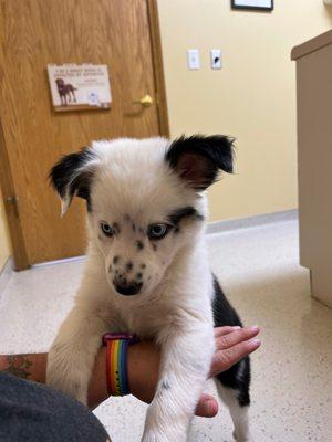 Wakarusa Veterinary Hospital