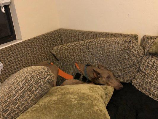 Salty Paws Pet Services