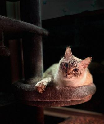 Shadow, would have been three years old in October.