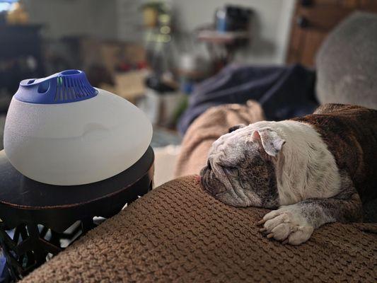 Murphy with a humidifier to help him with his cough.