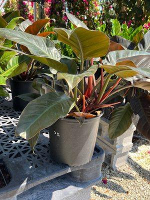 Vazquez Landscaping Services