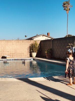 Even ducks enjoyed the pool