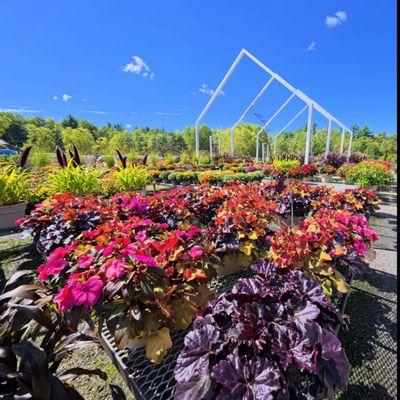 Ossipee Trail Garden Center