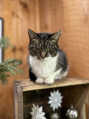 Cute staff member - Darla.