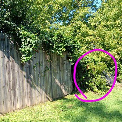 PureVista Indoor and Outdoor Services