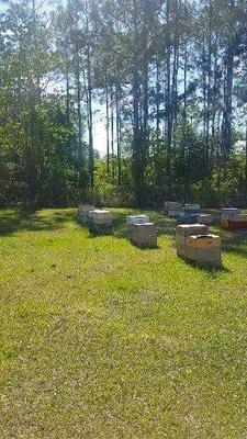 Westside apiary