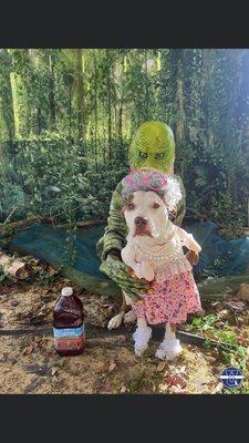 Dog U Costume Contest