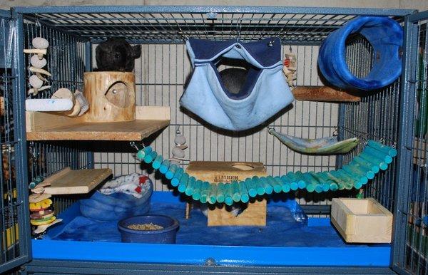 One of our cages that our rescues live in until they're adopted