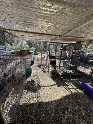 The kitty and bunny run