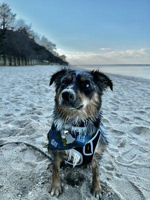 Ciarra's All-Paws Service's