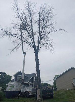 Capitol Tree Service