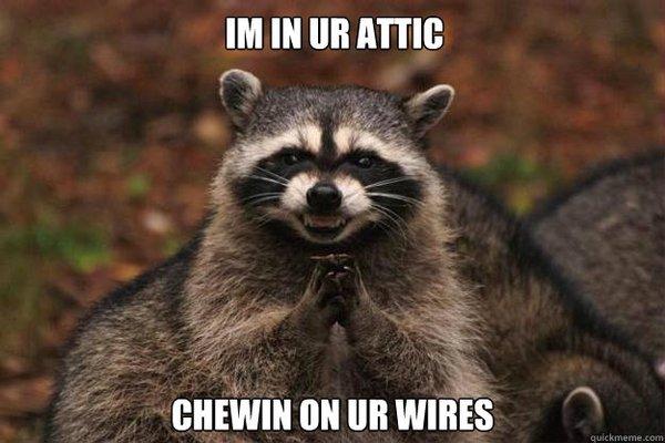 Advanced Wildlife & Pest Control