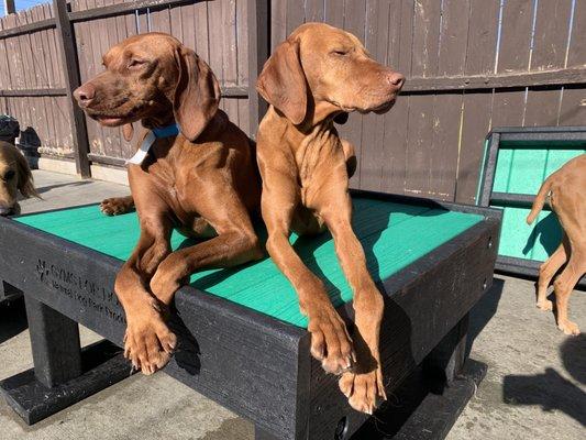 Downtown Doggie