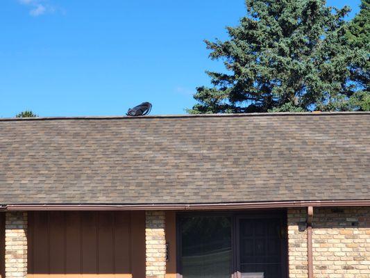 Oscoda Roofing