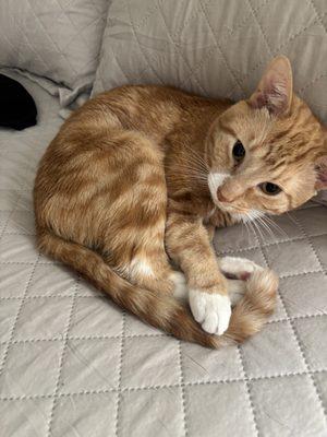 In Home Dog Grooming NYC