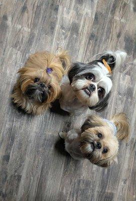 Clippers and combs takes good care of my babies.