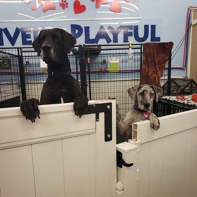 Pawsitively Playful Doggie Daycare