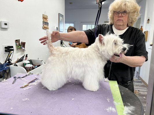 West Salem Dog Grooming