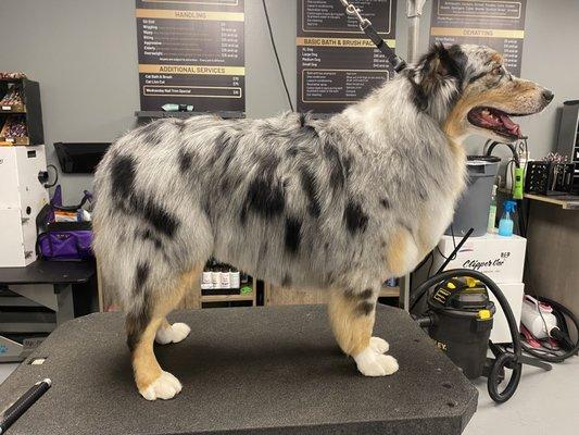 K9 Cosmetology Pet Stylist