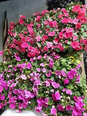 So healthy and so many buds on these impatients