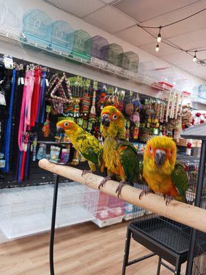 BubaPet - Pet Store
